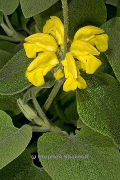 phlomis chrysophylla 1 graphic